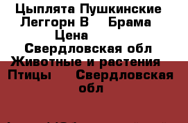 Цыплята Пушкинские, Леггорн В33, Брама › Цена ­ 180 - Свердловская обл. Животные и растения » Птицы   . Свердловская обл.